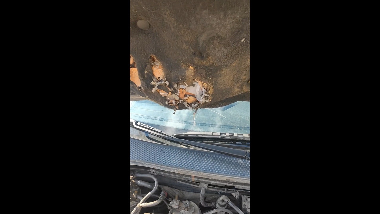Mouse discovered nesting inside car hood in Iași, Romania