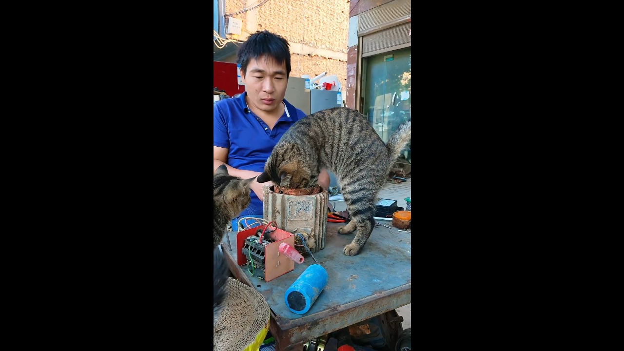 Curious tabby cat inspects an electric motor during repairs in Henan, China