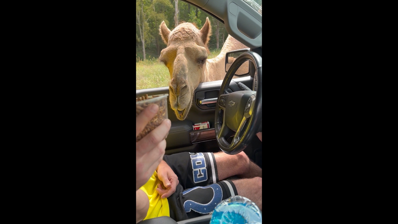 Wild safari encounter: fiancé's camel fear takes center stage