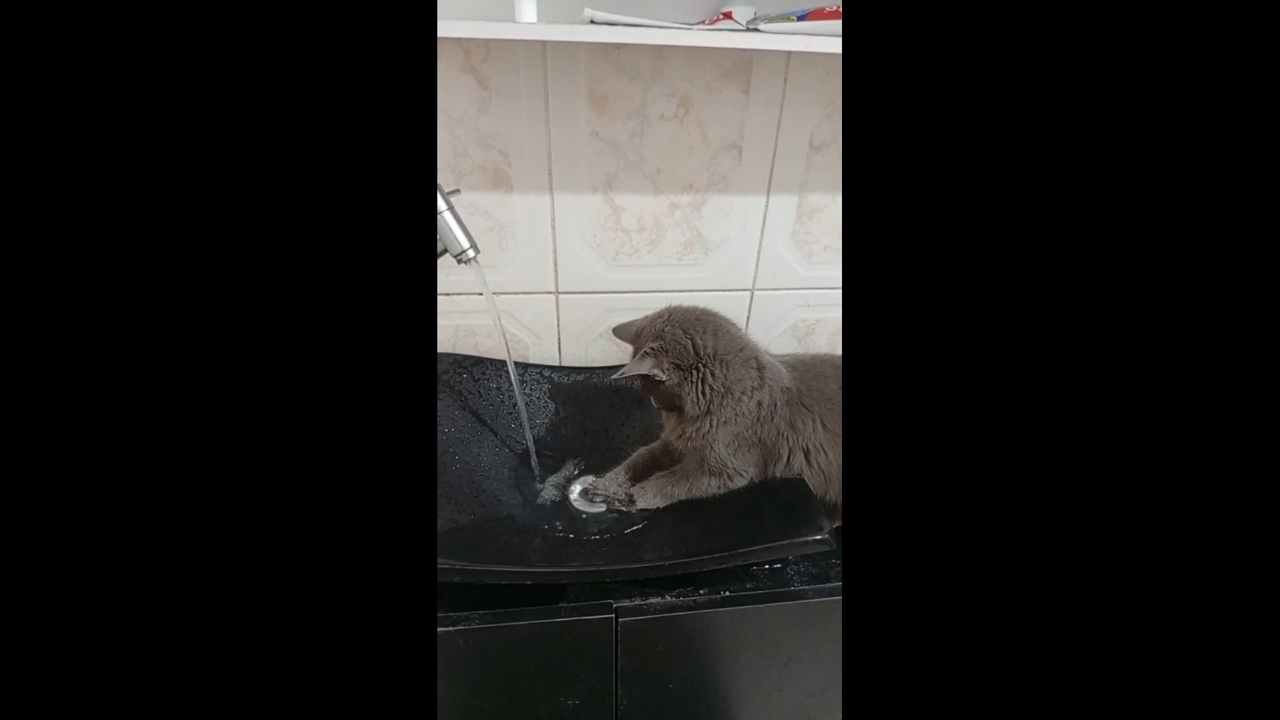 Cat repeatedly covers sink drain with paw in Maricá, Brazil