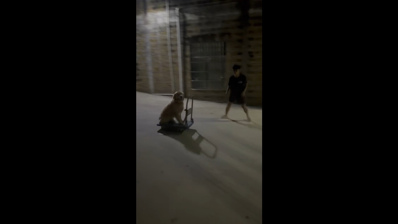 Dog adorably rides a platform trolley downhill with a calm expression in Guangdong, China