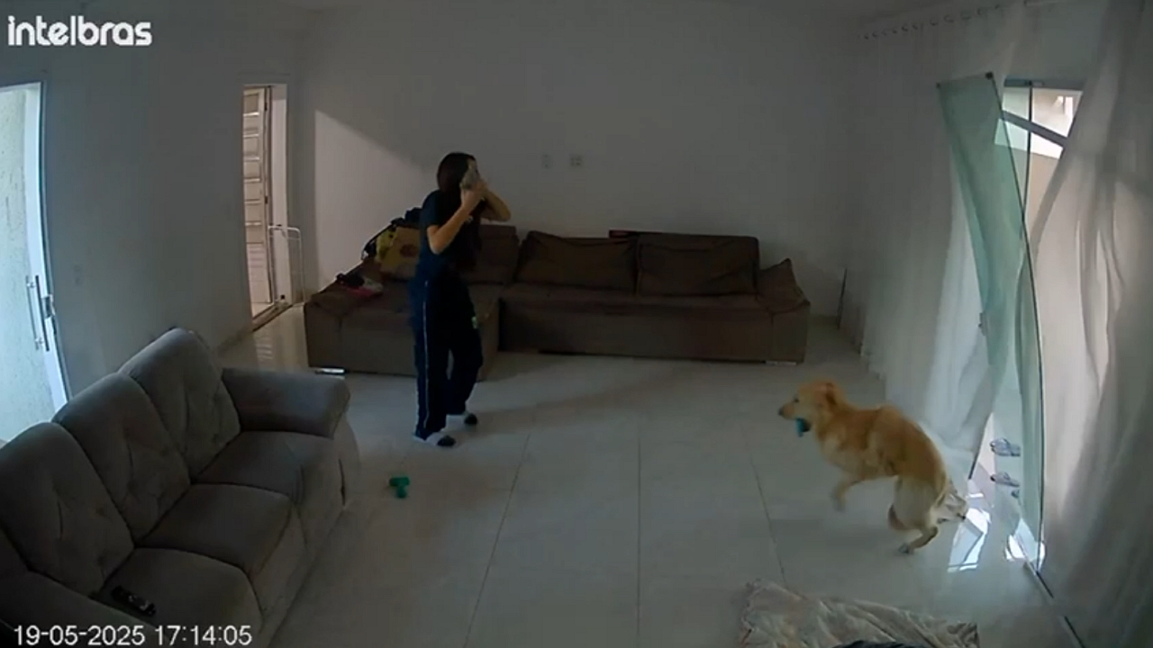 Dog accidentally shatters glass door while trying to escape in Mogi das Cruzes, São Paulo, Brazil