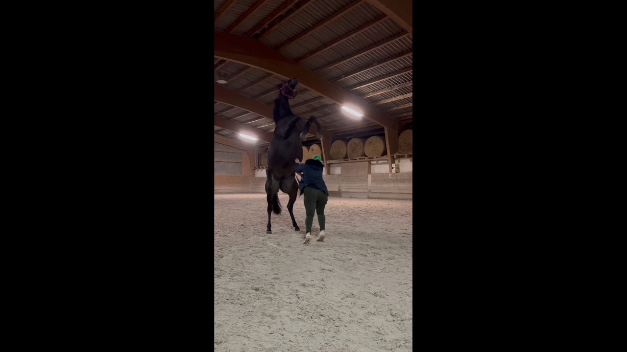 Horse spooks unexpectedly while being petted in Grißheim, Germany