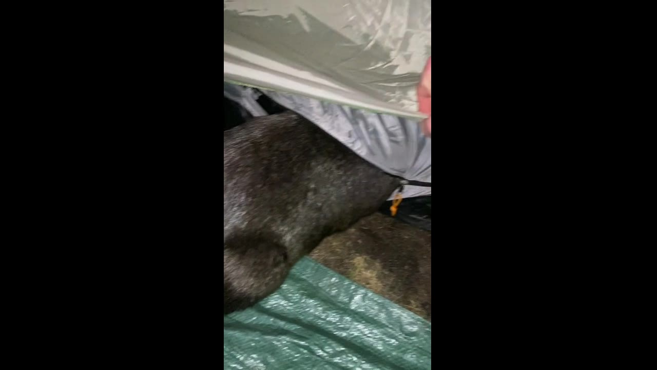 Mischievous mac n' cheese muncher: wombat breaks into camper's tent in Melbourne!