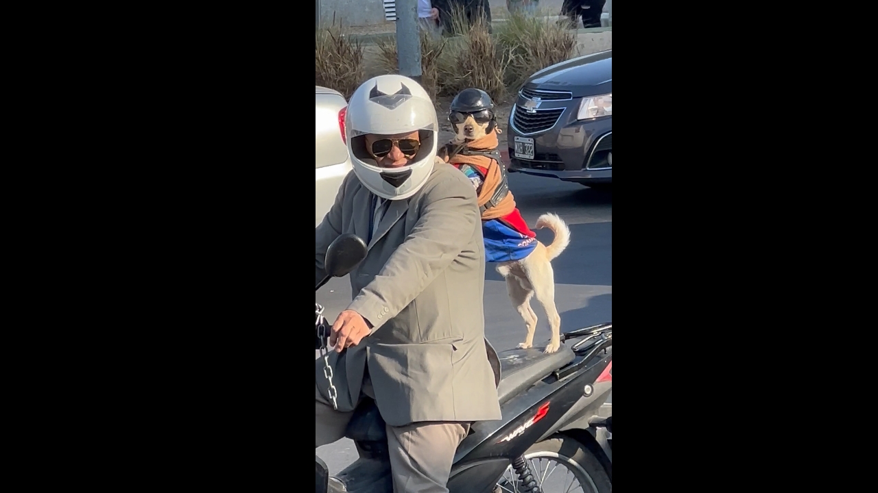 Dog in helmet and goggles rides motorcycle in Córdoba, Argentina