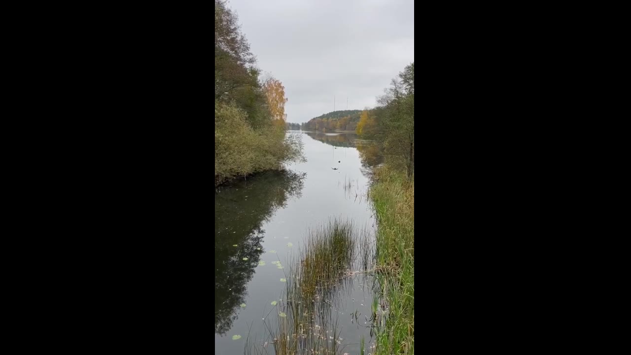 Flying swan's graceful mishap: a slippery perch over Stockholm's river