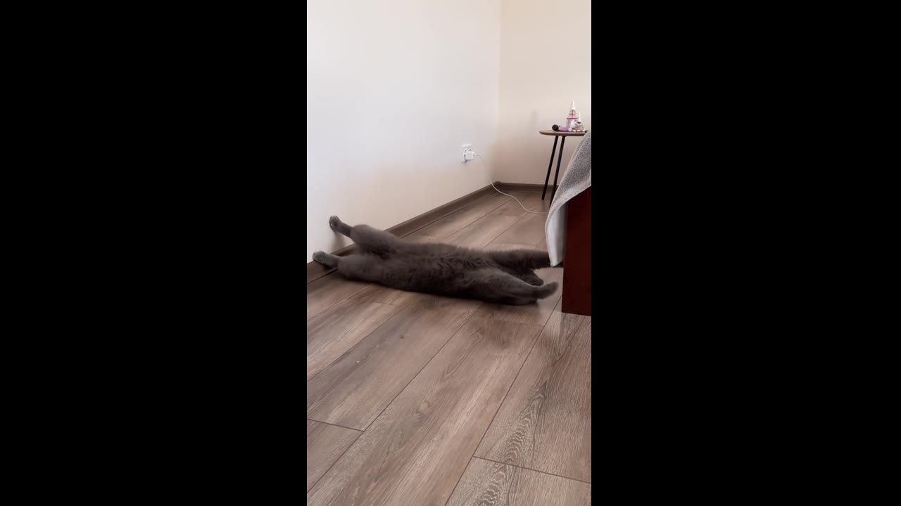 Acrobatic feline: Simba's clever bed maneuver stuns owner