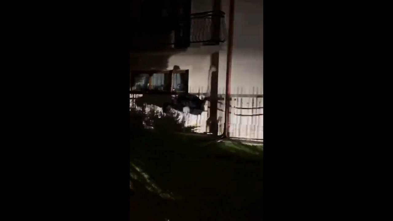 Ostrich followed by pig walks the street in Łukowa, Poland
