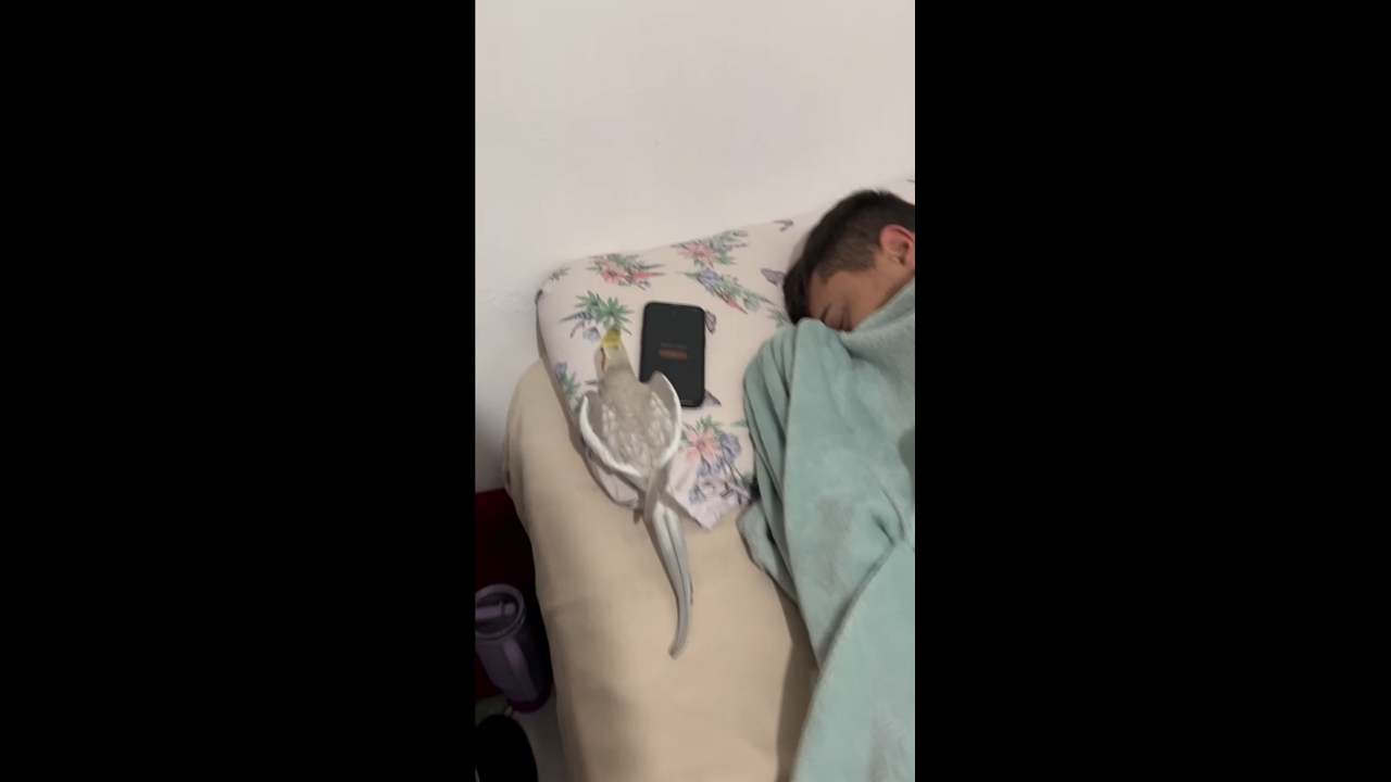 Parrot hilariously mimics alarm during chaotic morning in São Paulo, Brazil