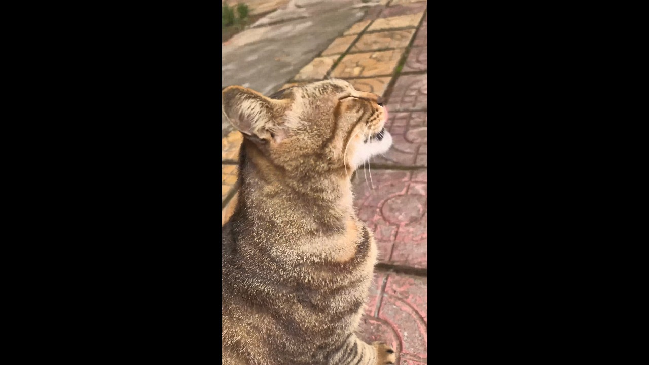 Brown tabby cat adorably wiggles its tongue while receiving back scratches in Chongqing, China