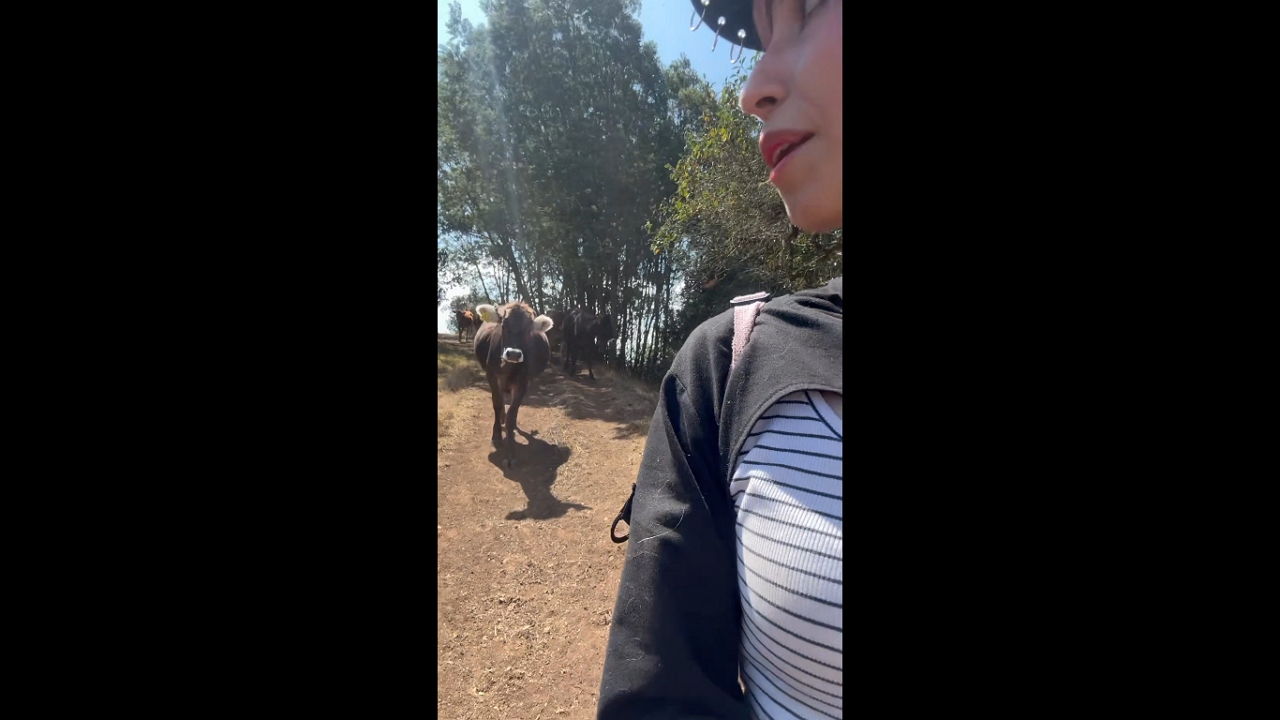 Bogotá runaway: cows give walkers a moo-ving surprise