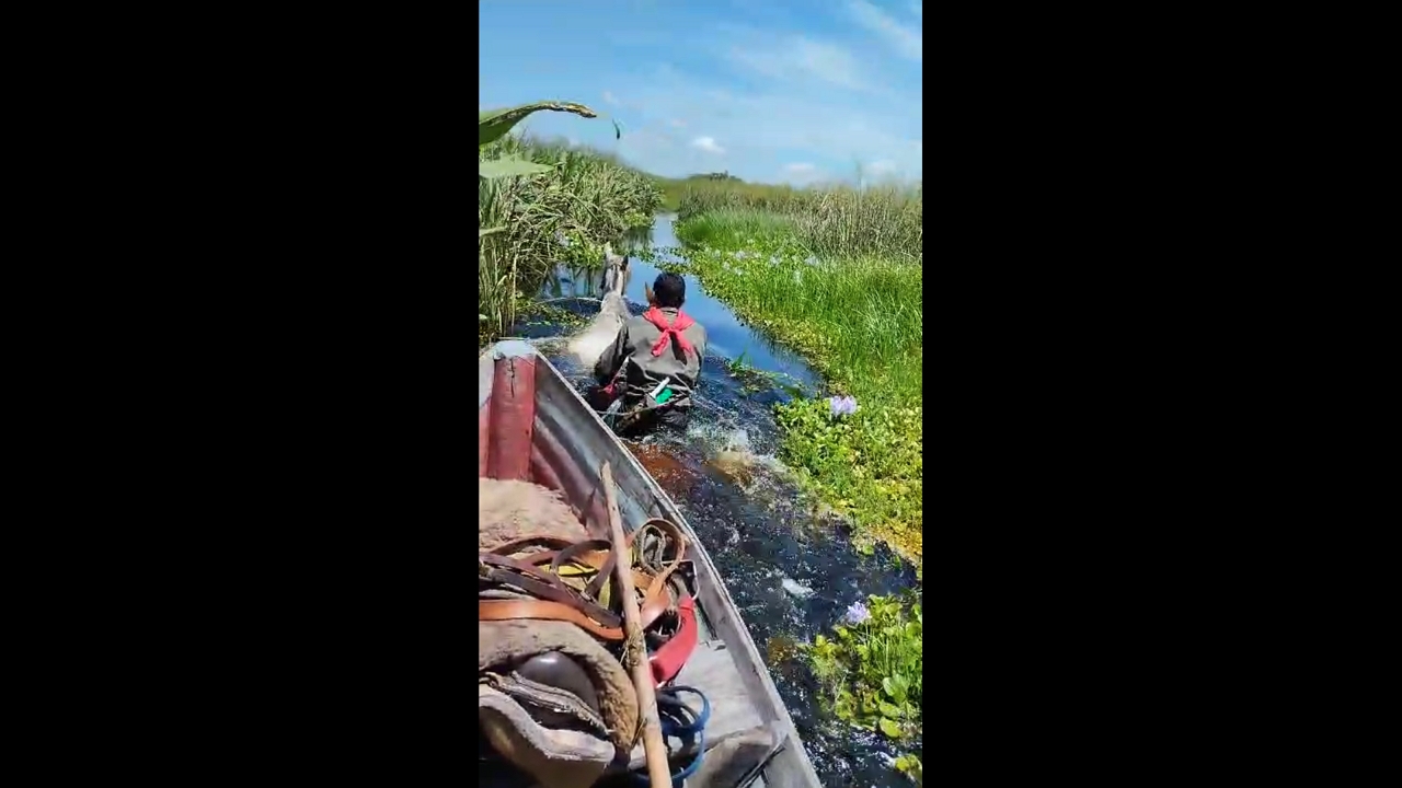 Man Rides Half-Submerged Horse in Estero Iberá, Argentina
