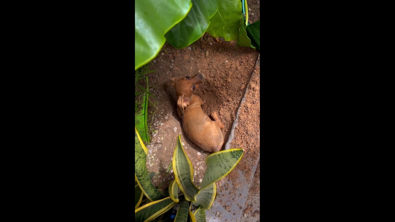Playful Dachshund puppy enjoys digging game in garden soil in Parnaíba, Brazil
