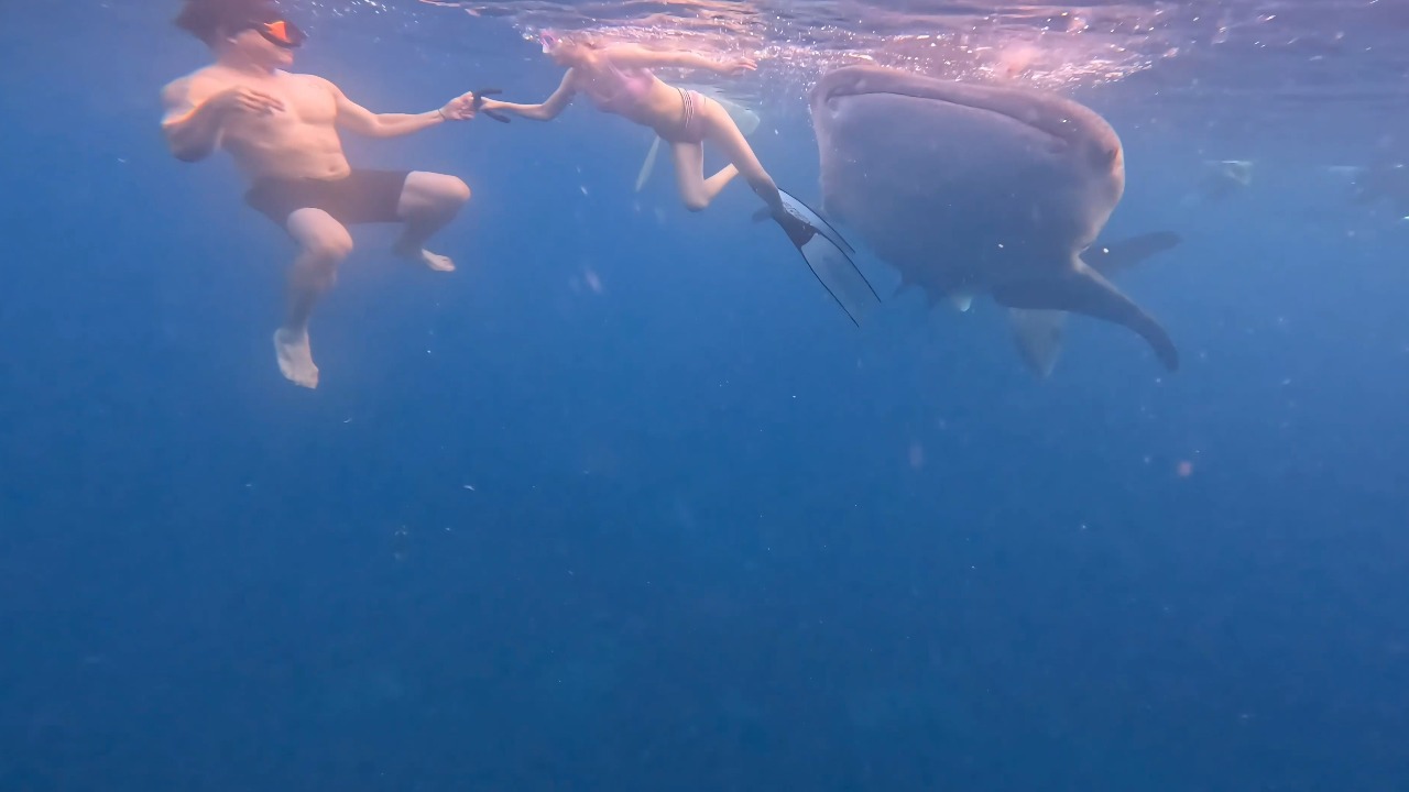 Tourist narrowly avoids approaching whale shark during underwater encounter in Cebu, Philippines
