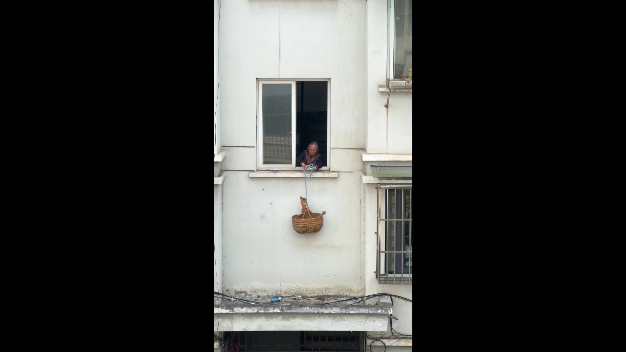 Cat rescued from building ledge using basket lowered from apartment window in Anhui, China