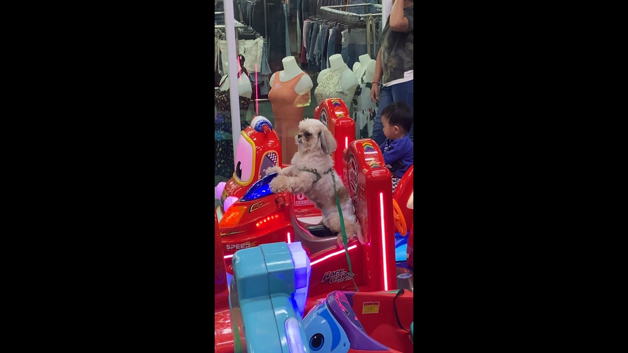Playful pup takes a joyful swing in Parañaque