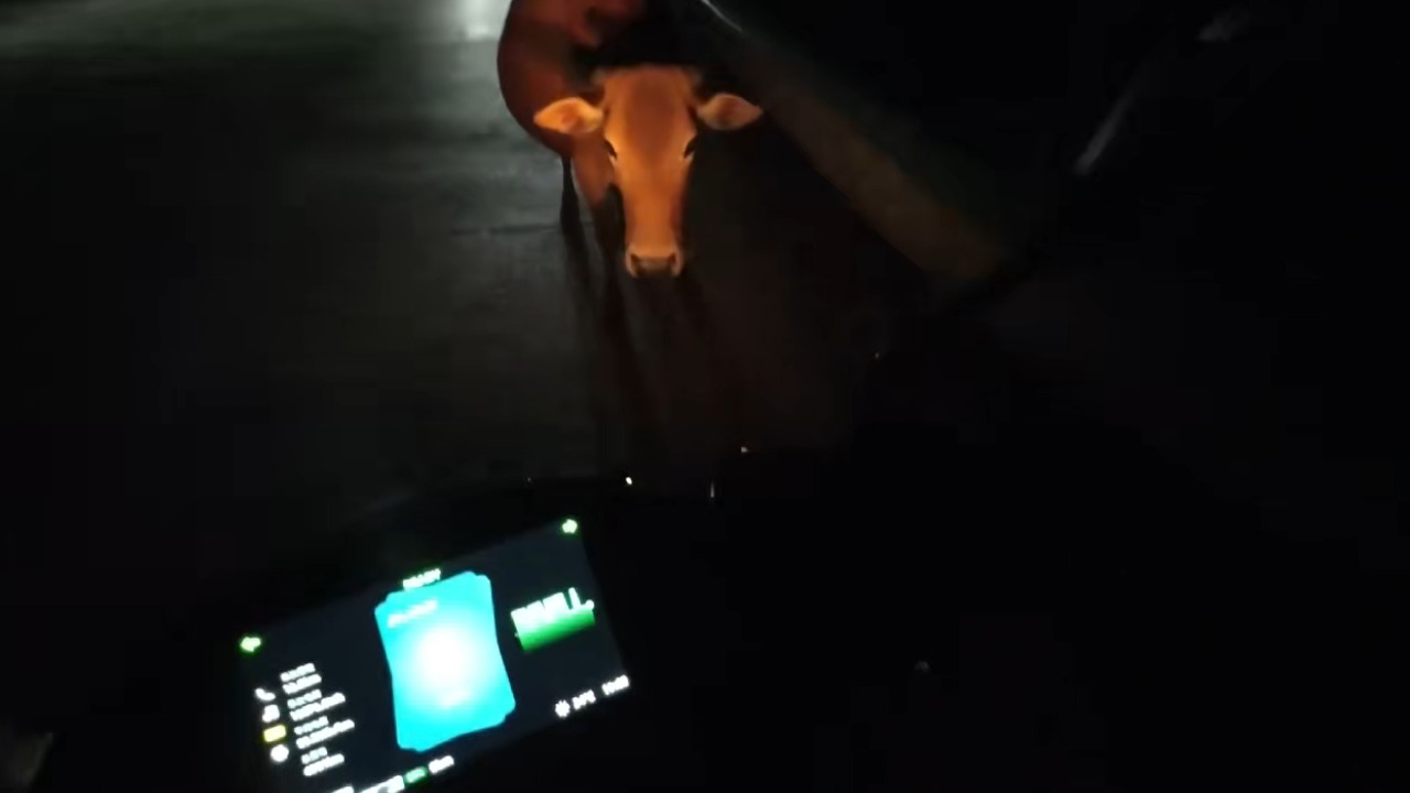 Motorcyclist narrowly avoids hitting a cow on a dark rural road in Hainan, China