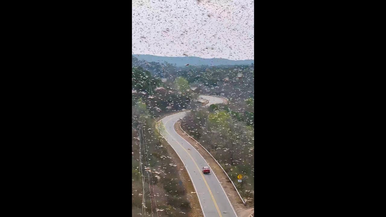 Locust invasion captured in Sierras Chicas, Córdoba Province, Argentina