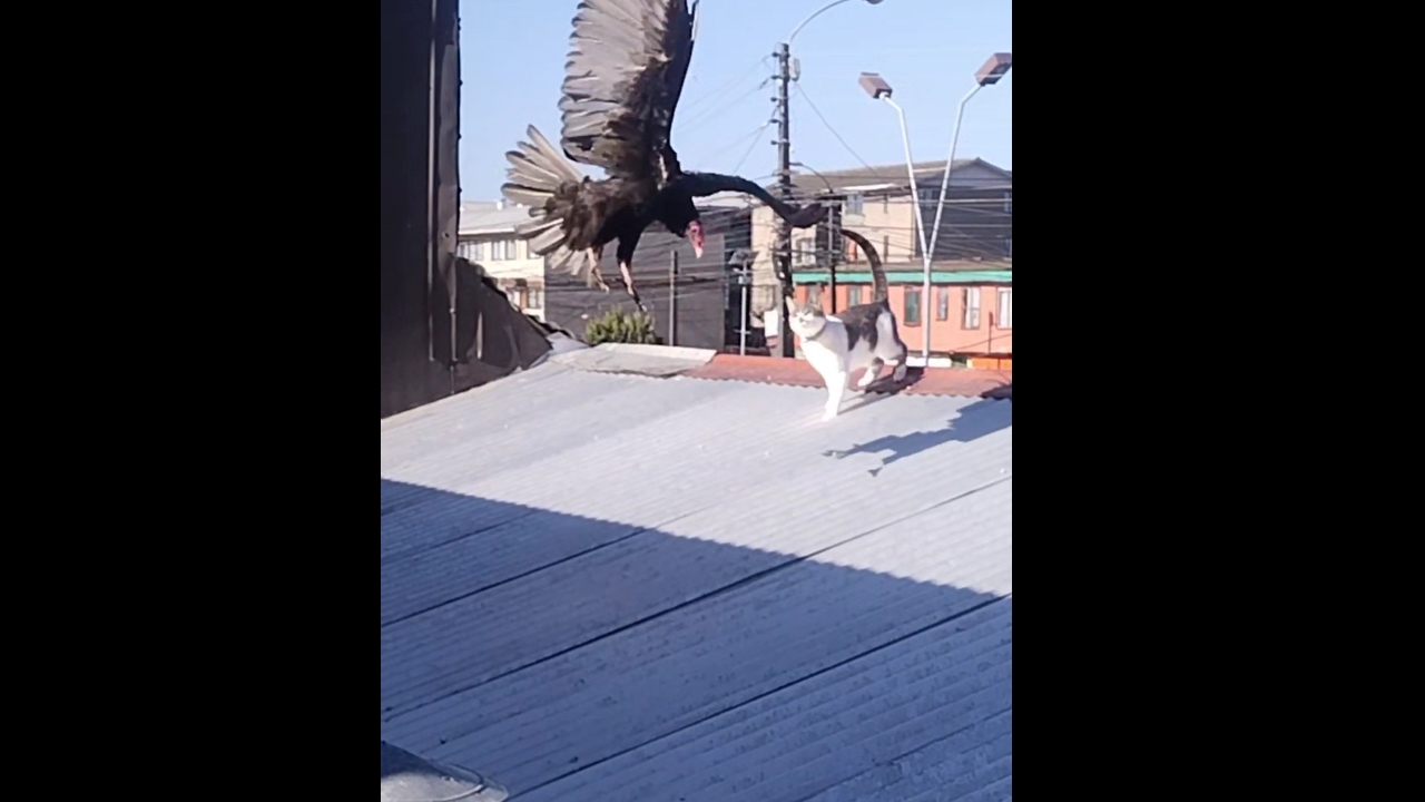 Vulture attempts to peck cat's tail in Concepción, Chile
