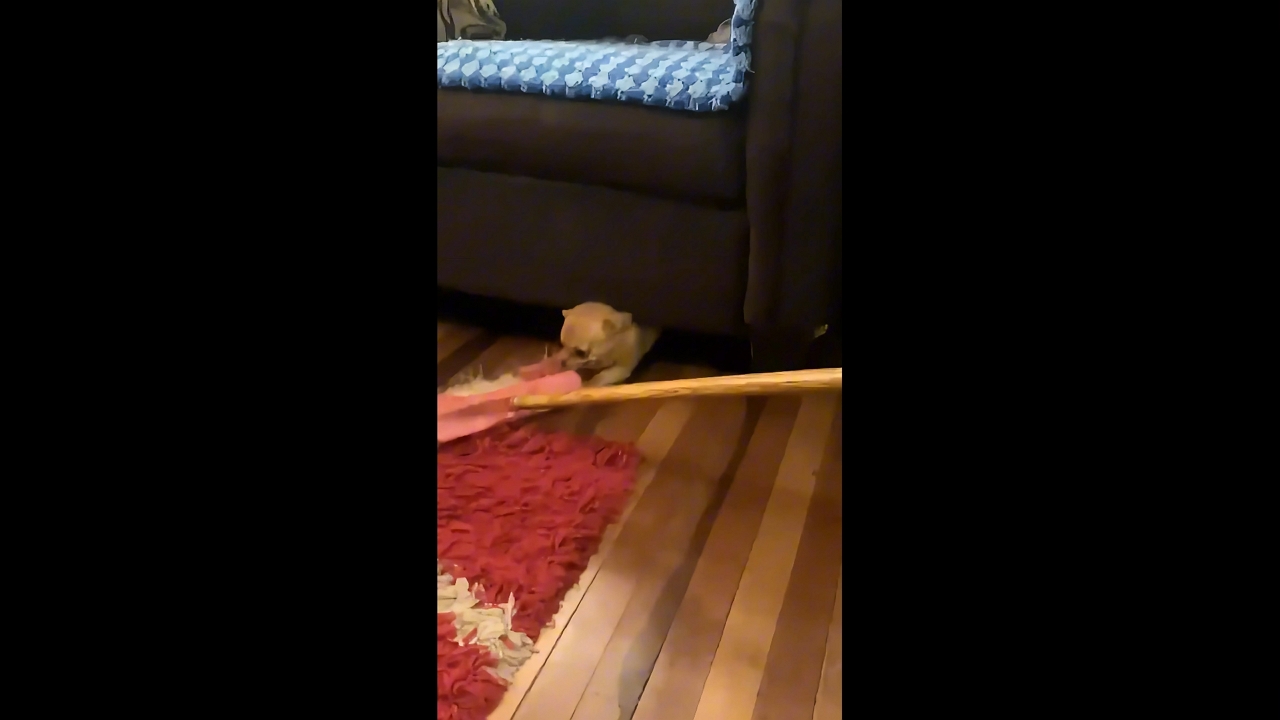 Dog fiercely guards hidden treasures under couch in Quilpué, Chile