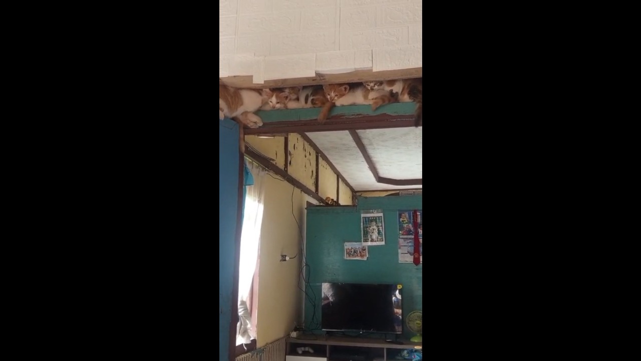 Kittens squeeze together to rest on top of a door frame inside a house in Java, Indonesia