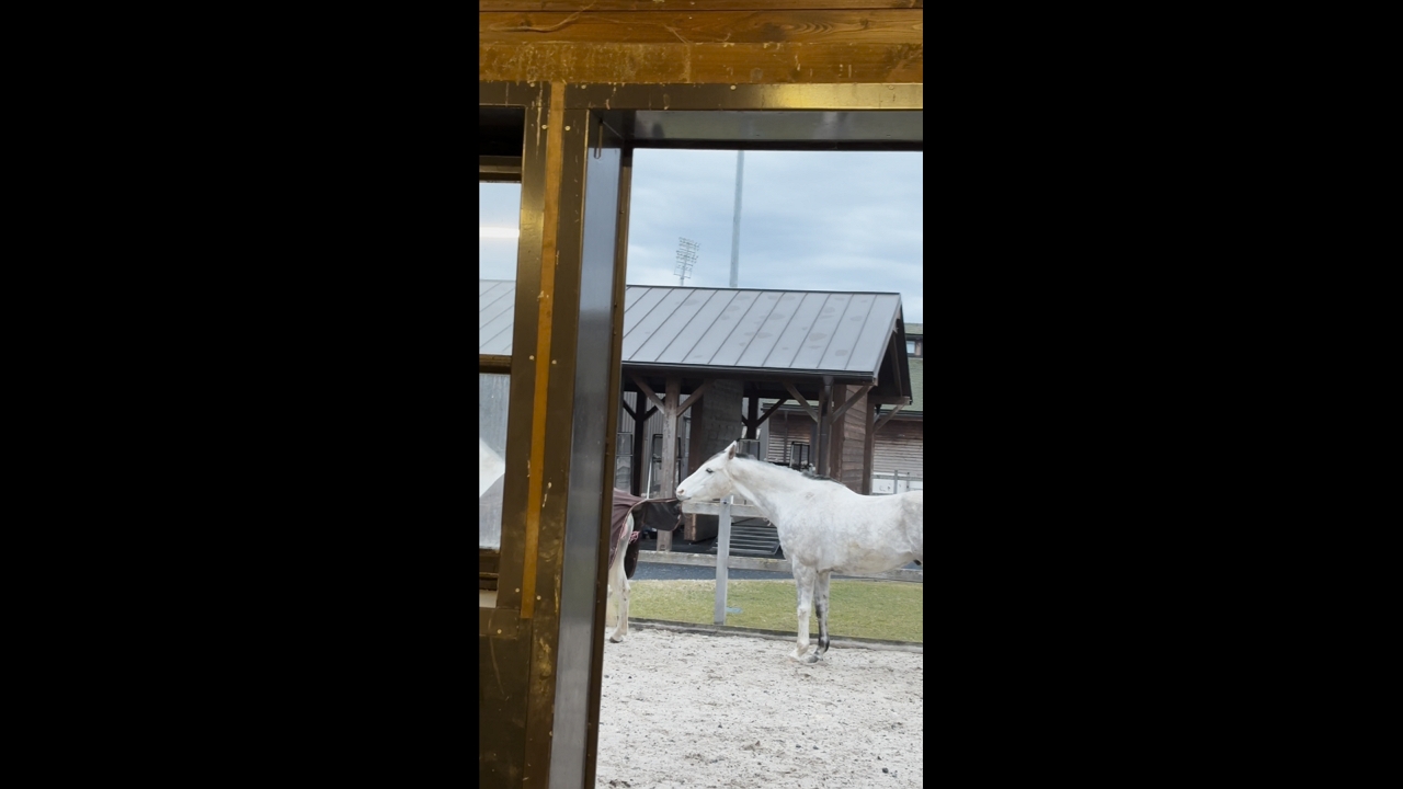 Horse hilariously bites off another's horsecloth in Šamorín, Slovakia