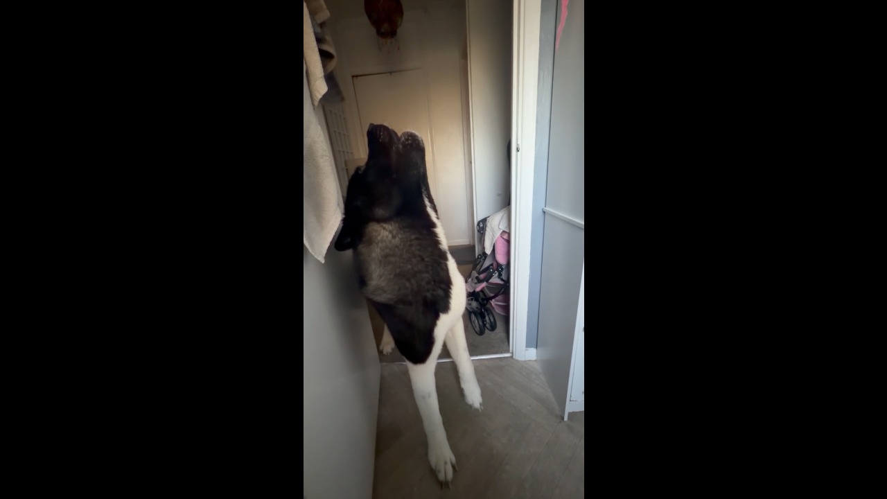 Dog's morning howl sparks a chorus as other dogs respond around the house in Hampshire, UK