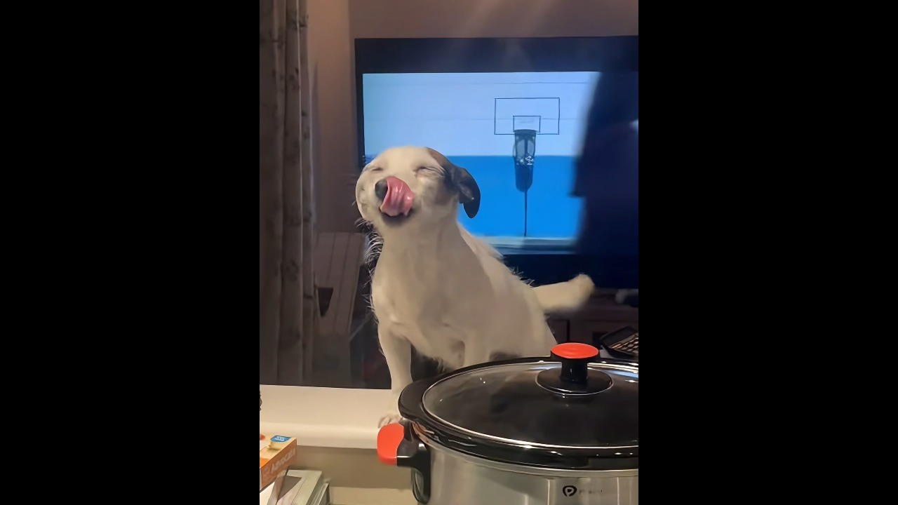 Adorable dog flashes a big smile to welcome her owner home in Buckinghamshire, UK