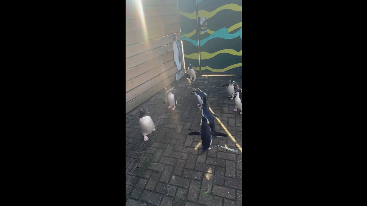 Penguins hop and call out as they follow one another at Edinburgh Zoo, Scotland, UK