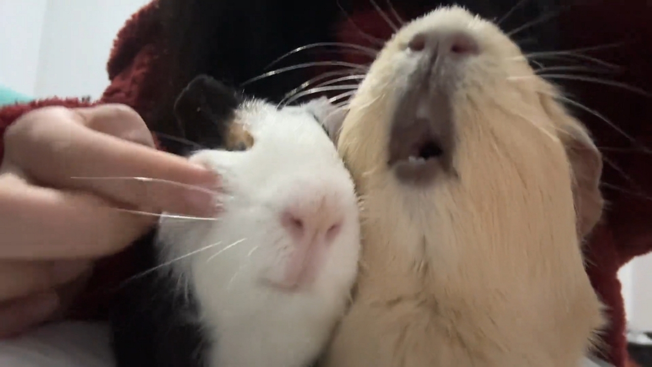 Guinea pig freezes mid–teeth gnash when owner touches its friend in Zhejiang, China