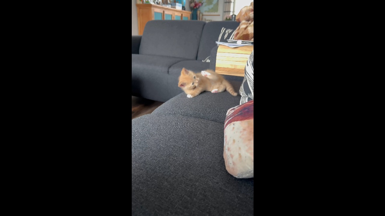 Orange kitten Mango slips off the couch in the Netherlands