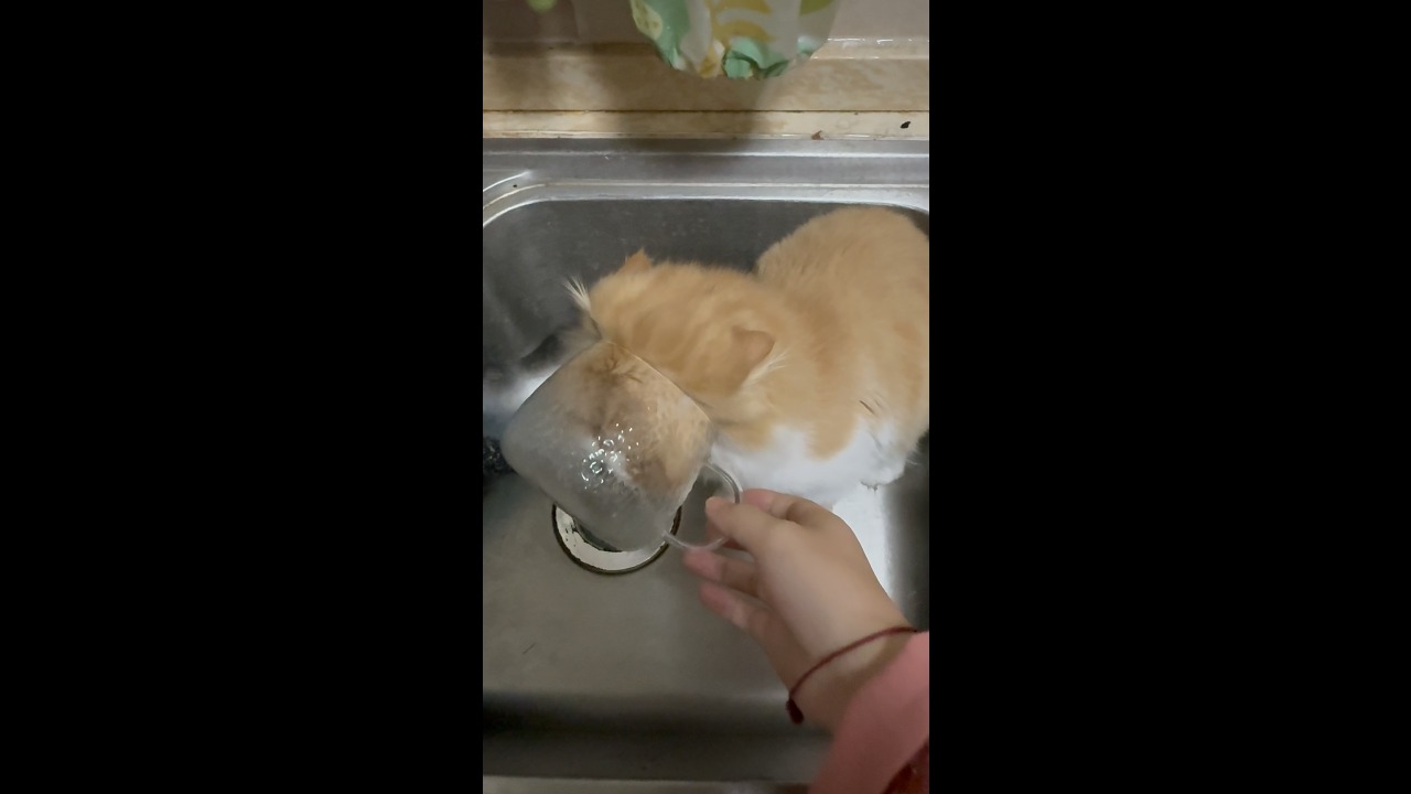 Mischievous cat gets a clear mug stuck on its face in Hebei, China