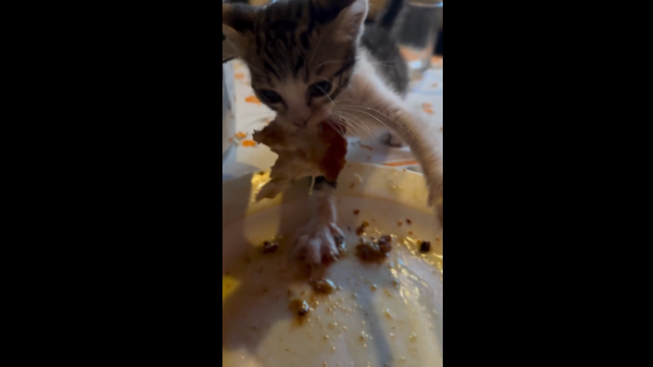 Kitten steals chicken from table and runs away in İstanbul, Türkiye
