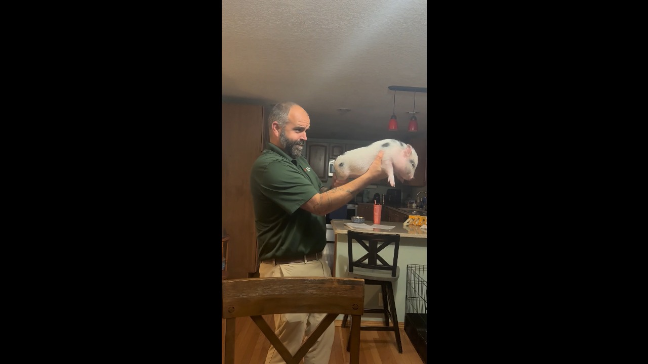 Man pretends to load and fire his pet mini pig like a toy gun in Mora, USA