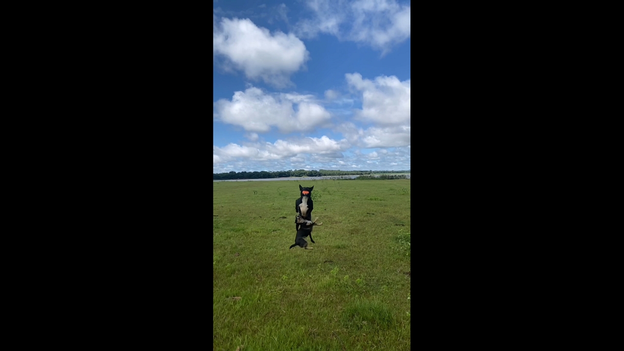 Two dogs collide while playing catch in Inaciolândia, Goiás, Brazil