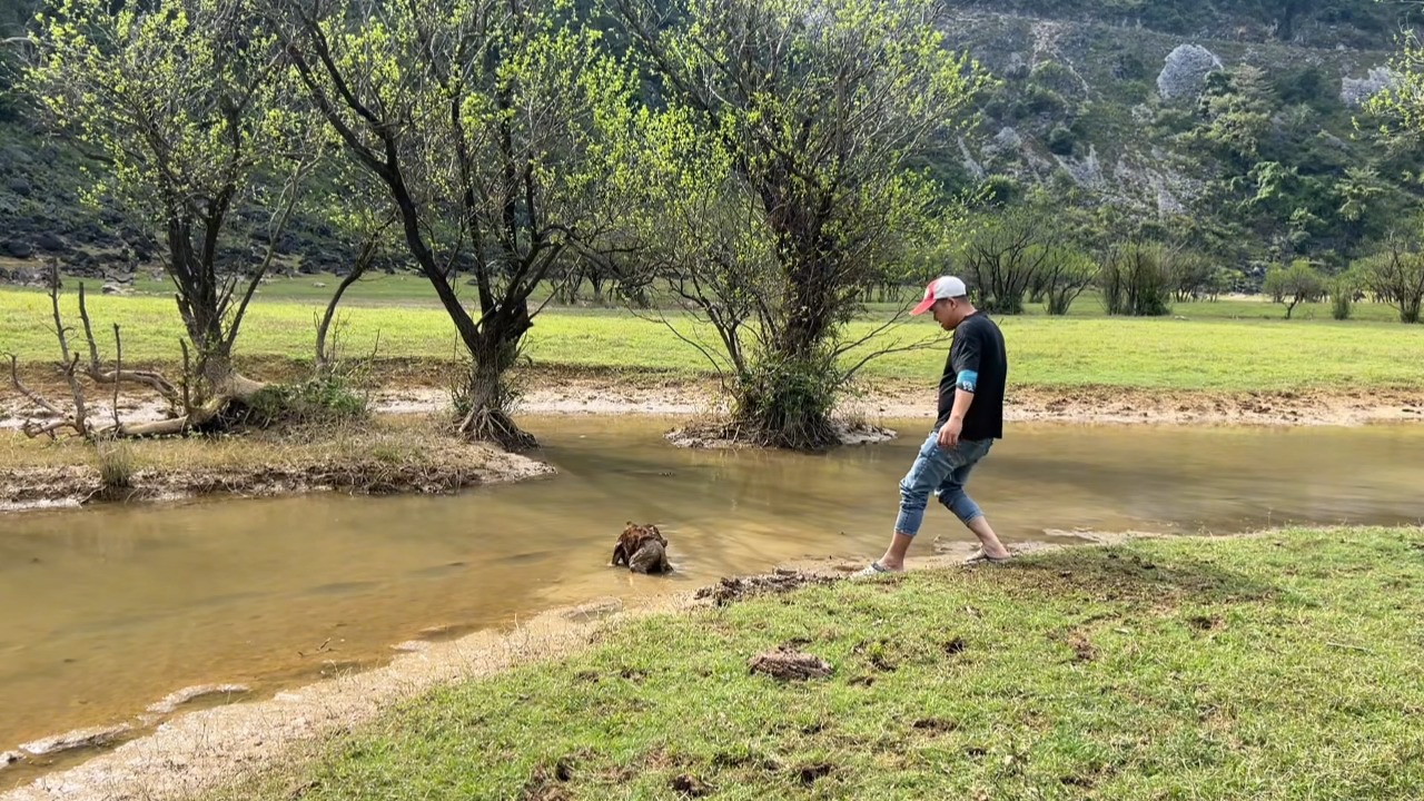 Newborn calf rescued from muddy water and reunited with its mother in Guangxi, China