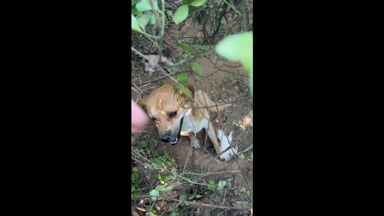 Dog leads familiar passerby through bushes to show her newborn puppies in Shandong, China