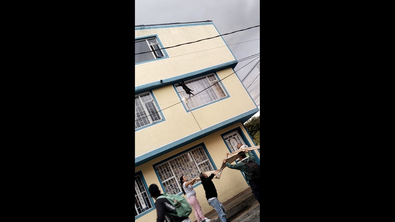 People rescue cat falling from overhead wires in Bogotá, Colombia