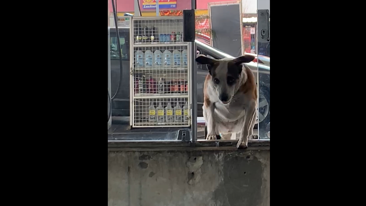 Dog slides window open and jumps into building in São Paulo