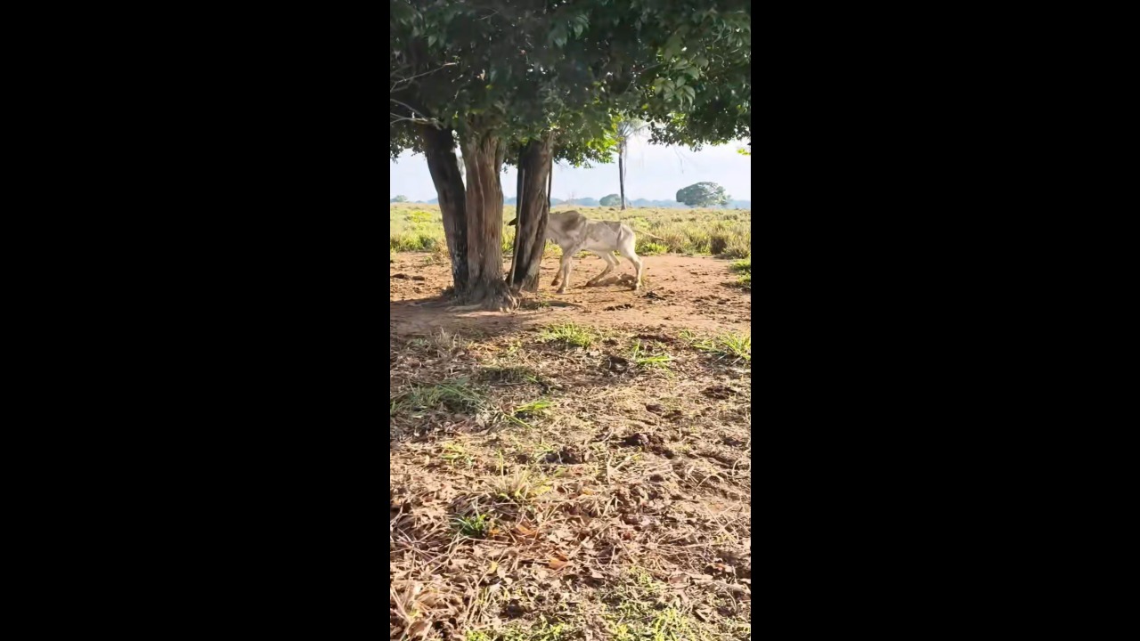Cow gets its head trapped between a tree trunk and struggles to get free in Paranaíta, Brazil