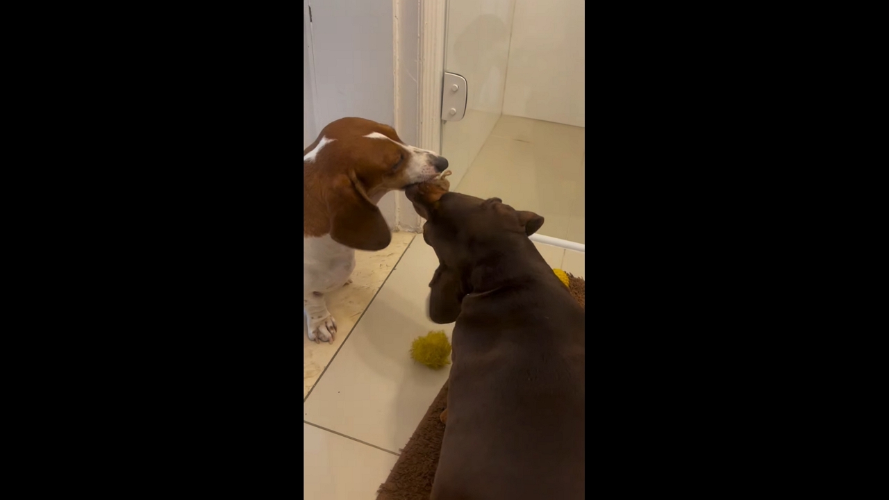 Dachshunds play tug-of-war over toy in São Paulo, Brazil