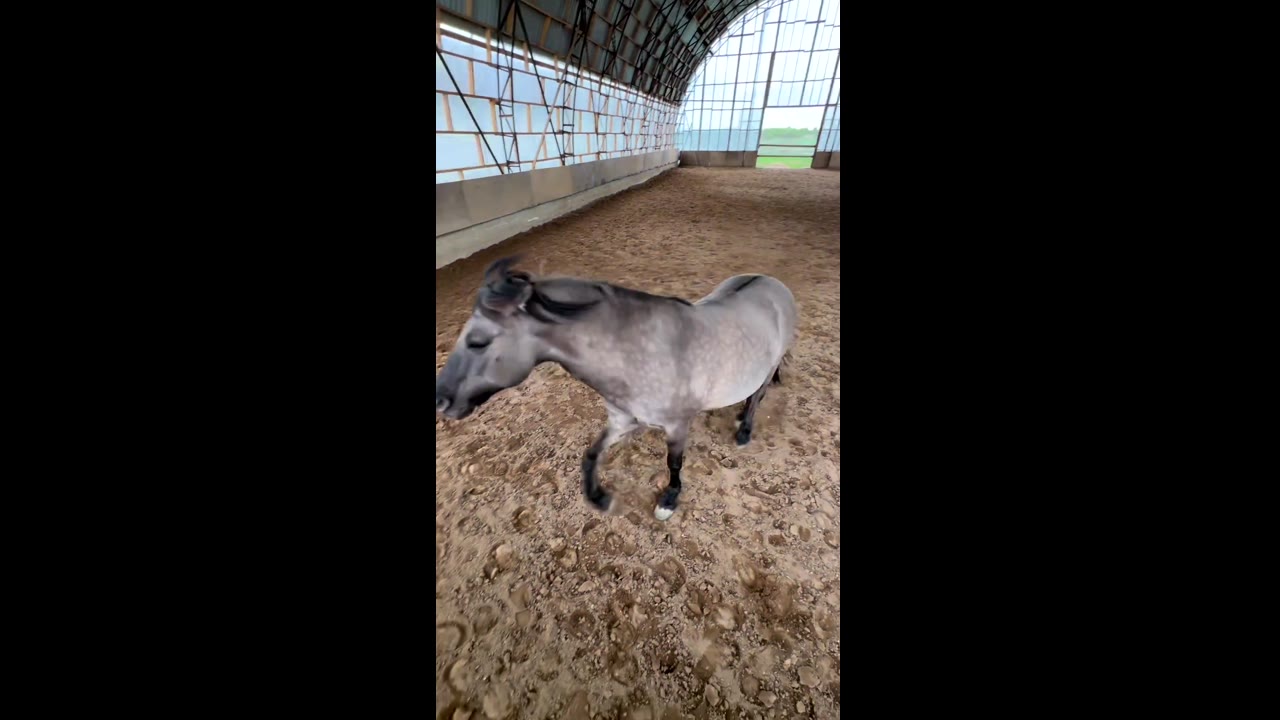 Enthusiastic equine: the joyful journey of Tosha, the Bashkir breed Macintosh horse