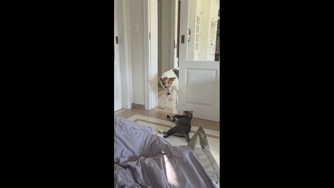 Dog gets collar stuck in mouth while playing with cat in São José dos Campos, Brazil