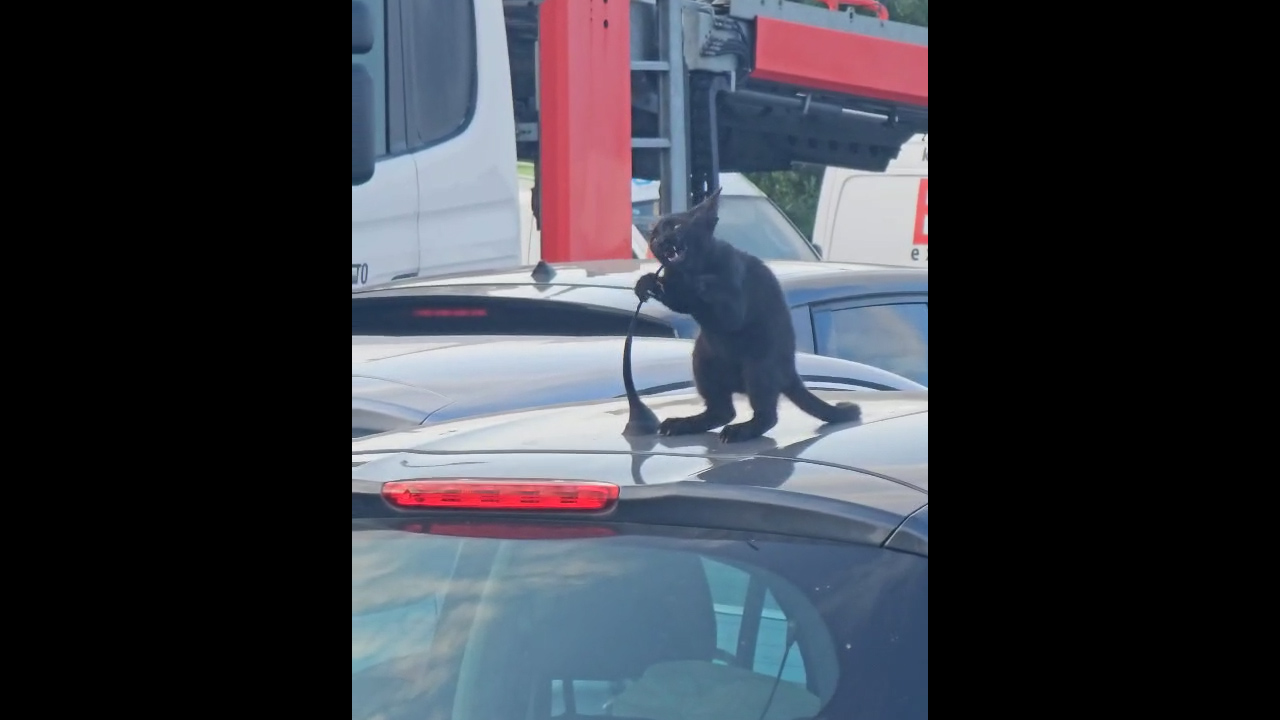 Cat plays with car antenna in Šabac