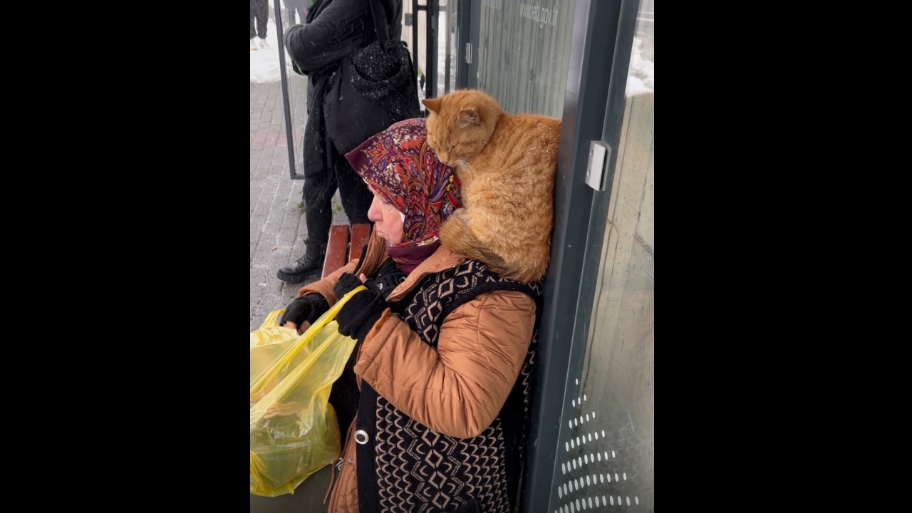 Cat sleeps on woman's shoulder at bus stop in snowy İstanbul
