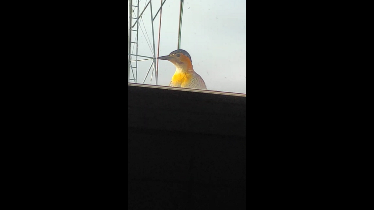 Bird pecks window, curious visitor in Bahía Blanca