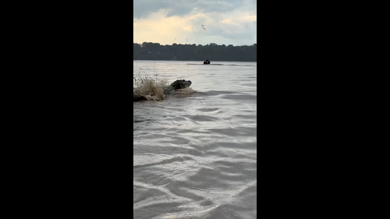 Alligator splashes in Cuniã Lake Reserve, Rondônia, Brazil