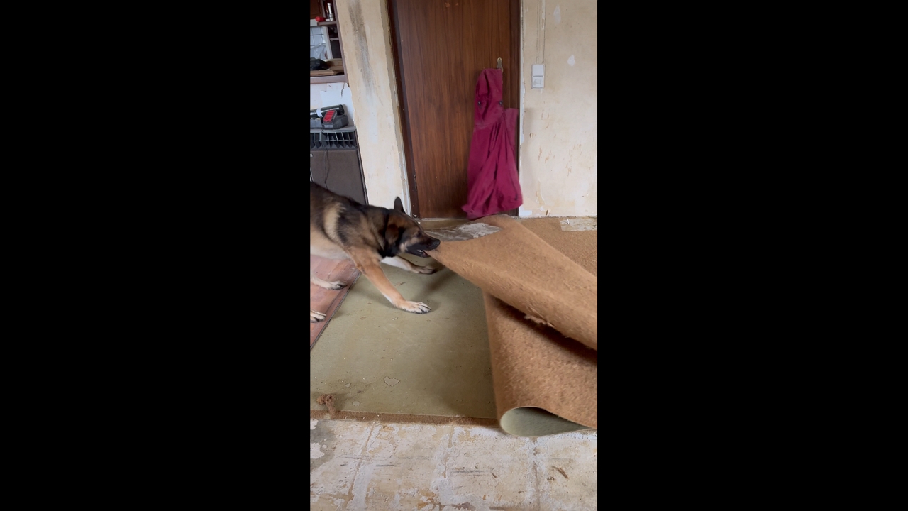 German Shepherd helps with renovation in Köln, Germany