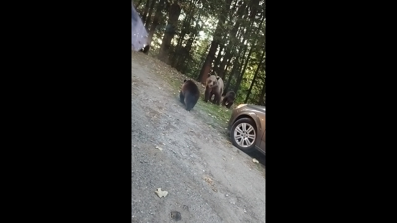 Bears spotted along Transfăgărășan road in Romania
