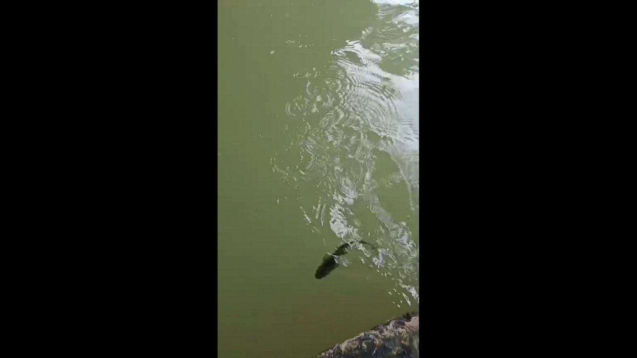 Fish unexpectedly comes back to life and escapes in Camilo Ponce Enríquez, Ecuador